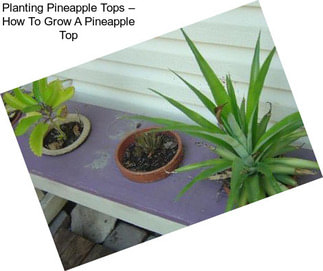 Planting Pineapple Tops – How To Grow A Pineapple Top