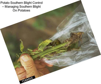 Potato Southern Blight Control – Managing Southern Blight On Potatoes