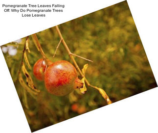 Pomegranate Tree Leaves Falling Off: Why Do Pomegranate Trees Lose Leaves