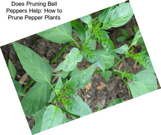 Does Pruning Bell Peppers Help: How to Prune Pepper Plants