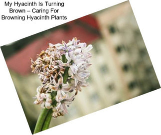 My Hyacinth Is Turning Brown – Caring For Browning Hyacinth Plants