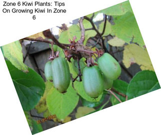 Zone 6 Kiwi Plants: Tips On Growing Kiwi In Zone 6