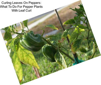 Curling Leaves On Peppers: What To Do For Pepper Plants With Leaf Curl