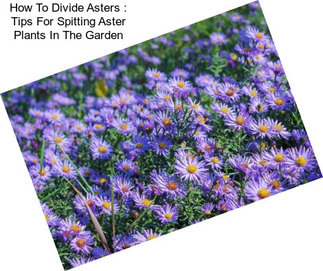 How To Divide Asters : Tips For Spitting Aster Plants In The Garden