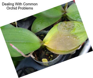 Dealing With Common Orchid Problems