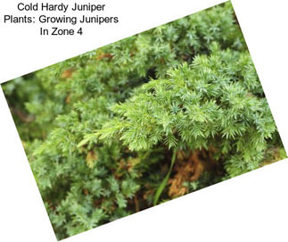 Cold Hardy Juniper Plants: Growing Junipers In Zone 4