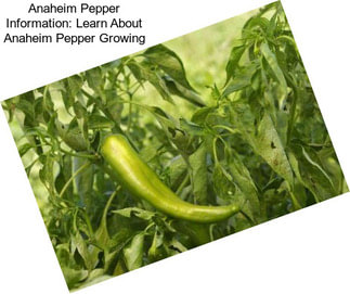 Anaheim Pepper Information: Learn About Anaheim Pepper Growing