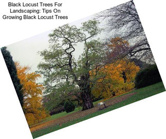 Black Locust Trees For Landscaping: Tips On Growing Black Locust Trees