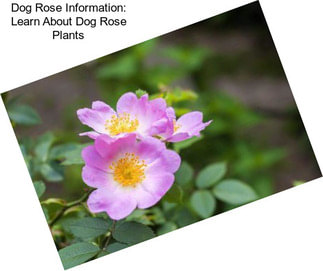 Dog Rose Information: Learn About Dog Rose Plants