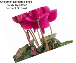 Cyclamen Dormant Period – Is My Cyclamen Dormant Or Dead