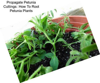 Propagate Petunia Cuttings: How To Root Petunia Plants