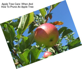 Apple Tree Care: When And How To Prune An Apple Tree