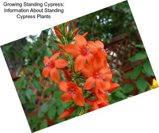Growing Standing Cypress: Information About Standing Cypress Plants