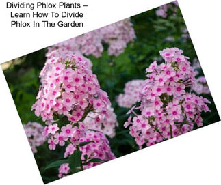 Dividing Phlox Plants – Learn How To Divide Phlox In The Garden