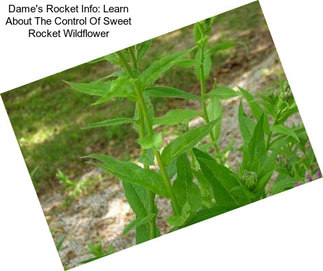 Dame\'s Rocket Info: Learn About The Control Of Sweet Rocket Wildflower