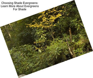 Choosing Shade Evergreens: Learn More About Evergreens For Shade