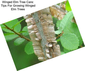 Winged Elm Tree Care: Tips For Growing Winged Elm Trees