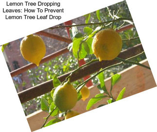 Lemon Tree Dropping Leaves: How To Prevent Lemon Tree Leaf Drop