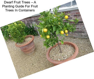 Dwarf Fruit Trees – A Planting Guide For Fruit Trees In Containers