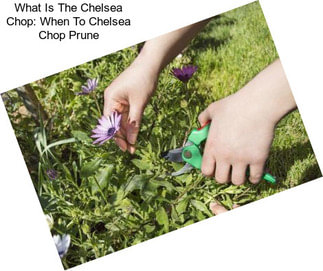 What Is The Chelsea Chop: When To Chelsea Chop Prune