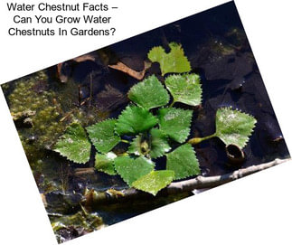 Water Chestnut Facts – Can You Grow Water Chestnuts In Gardens?