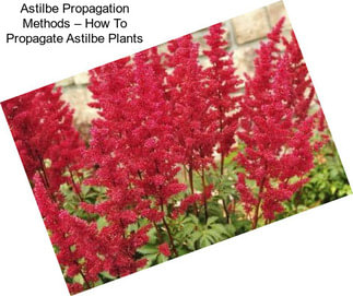 Astilbe Propagation Methods – How To Propagate Astilbe Plants