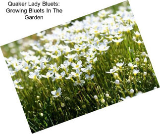 Quaker Lady Bluets: Growing Bluets In The Garden