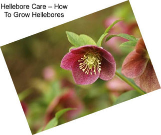 Hellebore Care – How To Grow Hellebores