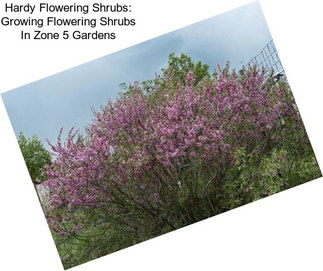 Hardy Flowering Shrubs: Growing Flowering Shrubs In Zone 5 Gardens