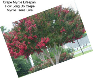 Crepe Myrtle Lifespan: How Long Do Crepe Myrtle Trees Live