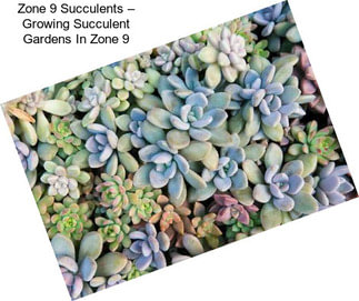 Zone 9 Succulents – Growing Succulent Gardens In Zone 9