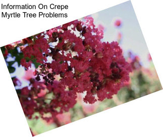 Information On Crepe Myrtle Tree Problems