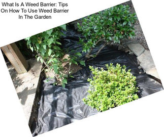 What Is A Weed Barrier: Tips On How To Use Weed Barrier In The Garden