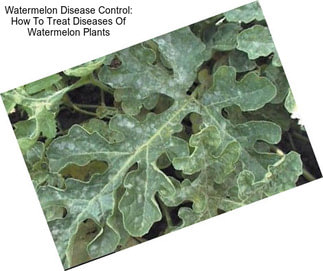 Watermelon Disease Control: How To Treat Diseases Of Watermelon Plants