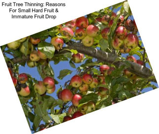 Fruit Tree Thinning: Reasons For Small Hard Fruit & Immature Fruit Drop
