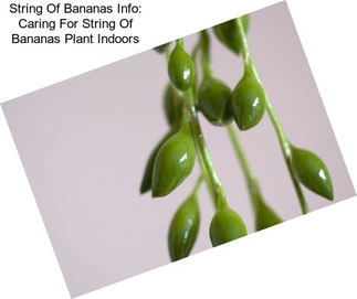 String Of Bananas Info: Caring For String Of Bananas Plant Indoors
