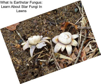 What Is Earthstar Fungus: Learn About Star Fungi In Lawns