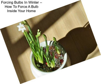 Forcing Bulbs In Winter – How To Force A Bulb Inside Your Home