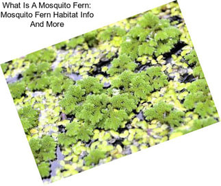 What Is A Mosquito Fern: Mosquito Fern Habitat Info And More