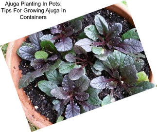 Ajuga Planting In Pots: Tips For Growing Ajuga In Containers