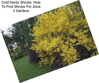 Cold Hardy Shrubs: How To Find Shrubs For Zone 3 Gardens