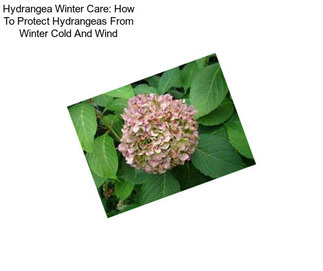 Hydrangea Winter Care: How To Protect Hydrangeas From Winter Cold And Wind