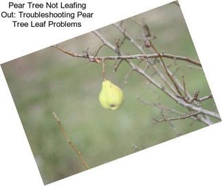 Pear Tree Not Leafing Out: Troubleshooting Pear Tree Leaf Problems