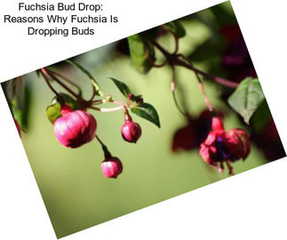 Fuchsia Bud Drop: Reasons Why Fuchsia Is Dropping Buds