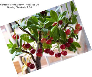 Container Grown Cherry Trees: Tips On Growing Cherries In A Pot