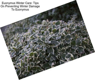 Euonymus Winter Care: Tips On Preventing Winter Damage To Euonymus