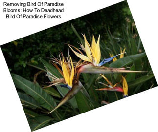 Removing Bird Of Paradise Blooms: How To Deadhead Bird Of Paradise Flowers