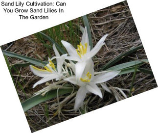 Sand Lily Cultivation: Can You Grow Sand Lilies In The Garden