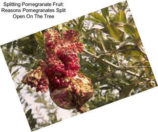 Splitting Pomegranate Fruit: Reasons Pomegranates Split Open On The Tree