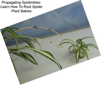 Propagating Spiderettes: Learn How To Root Spider Plant Babies